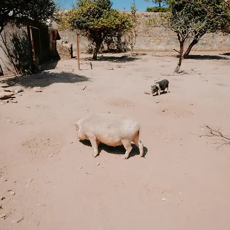 Séjour à la campagne Da Quinta Da Pegada Óbidos